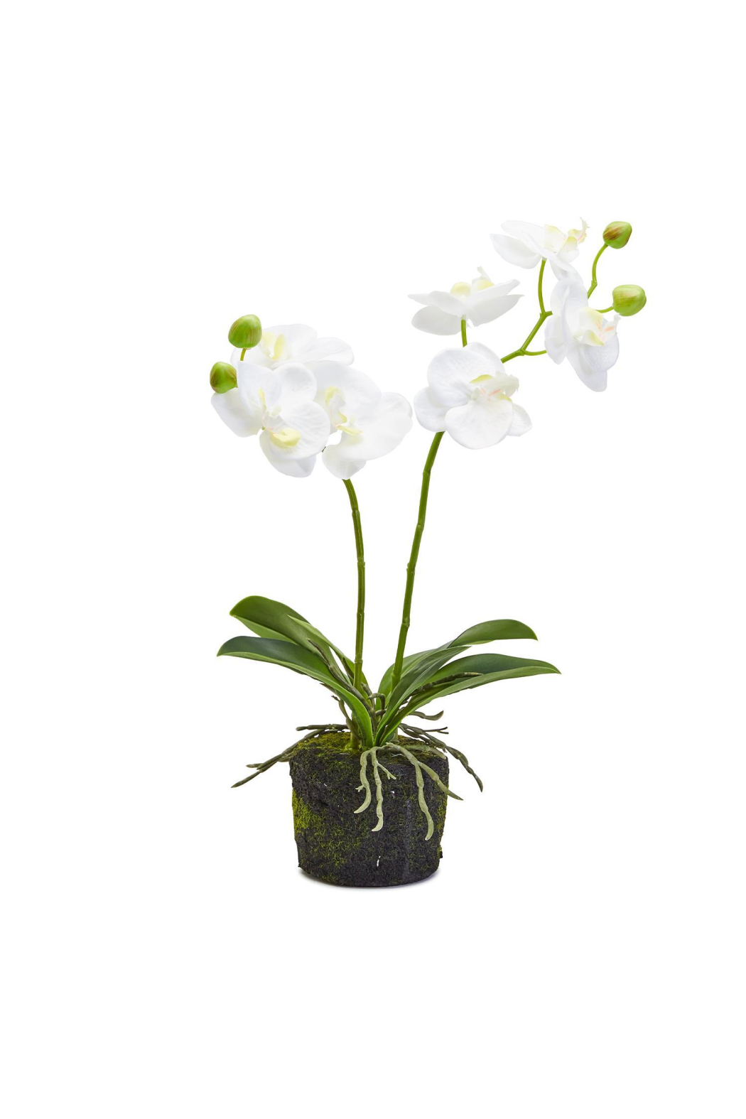 White Butterfly Orchid