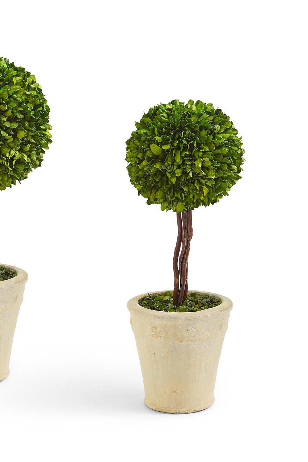 Topiary In Planter