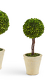 Topiary In Planter
