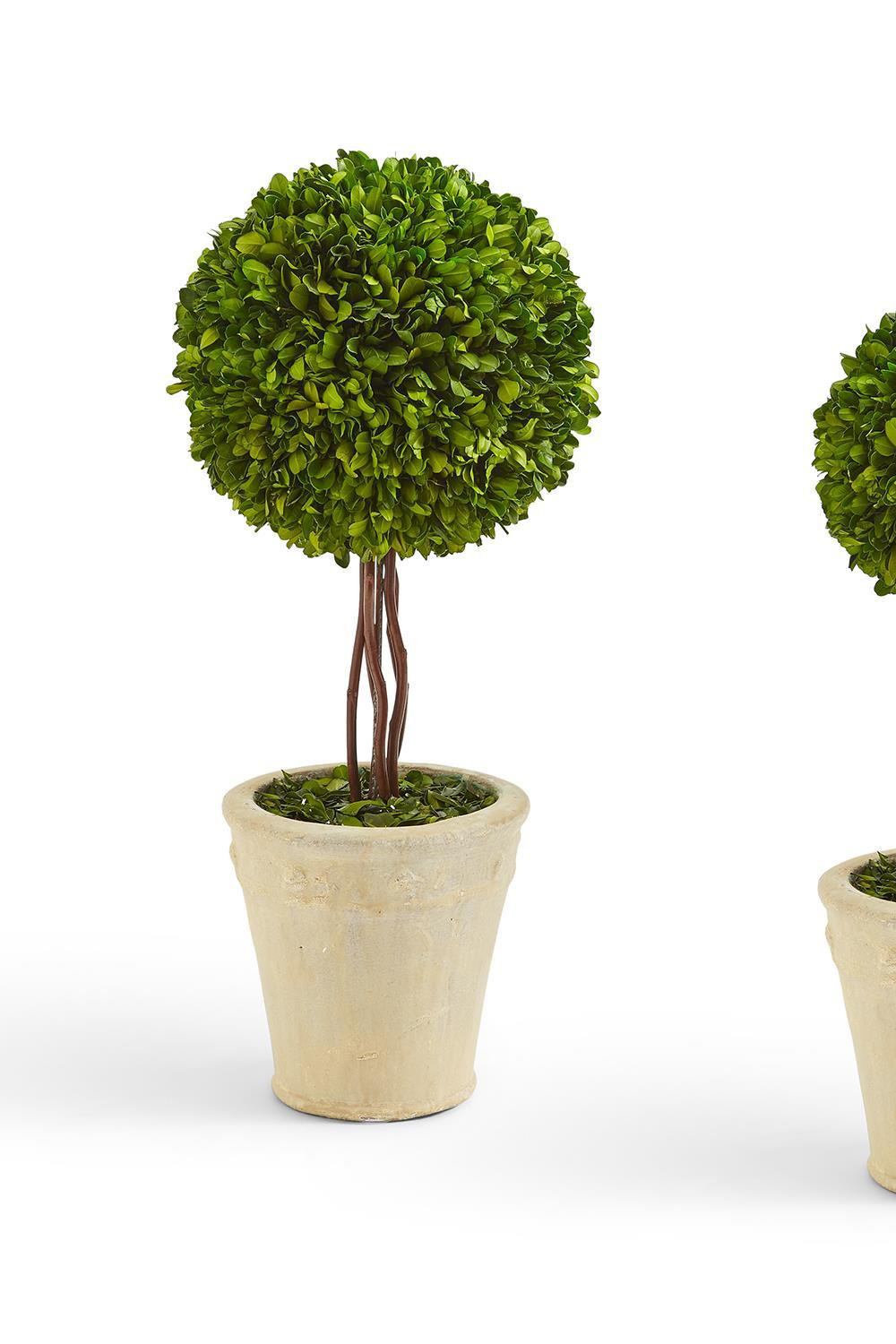 Topiary In Planter