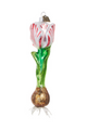 6.5" Tulip Bulb Ornament