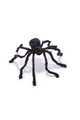 Furry Tarantula Spiders