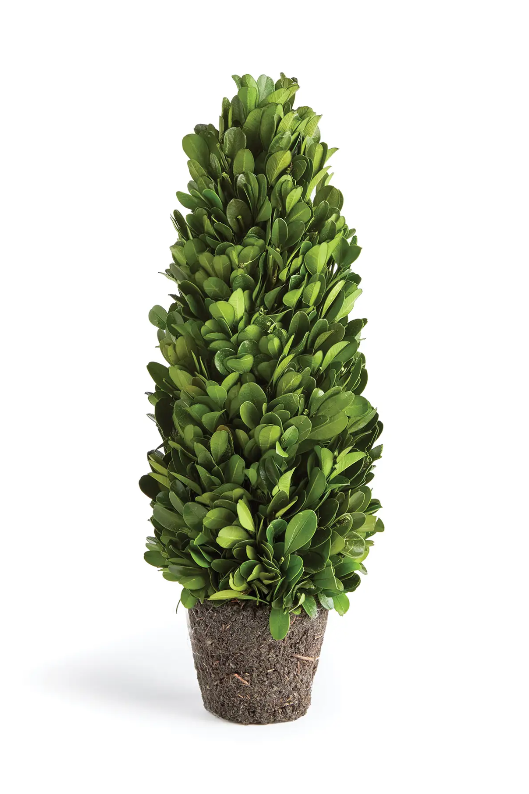 Boxwood Cone Topiary