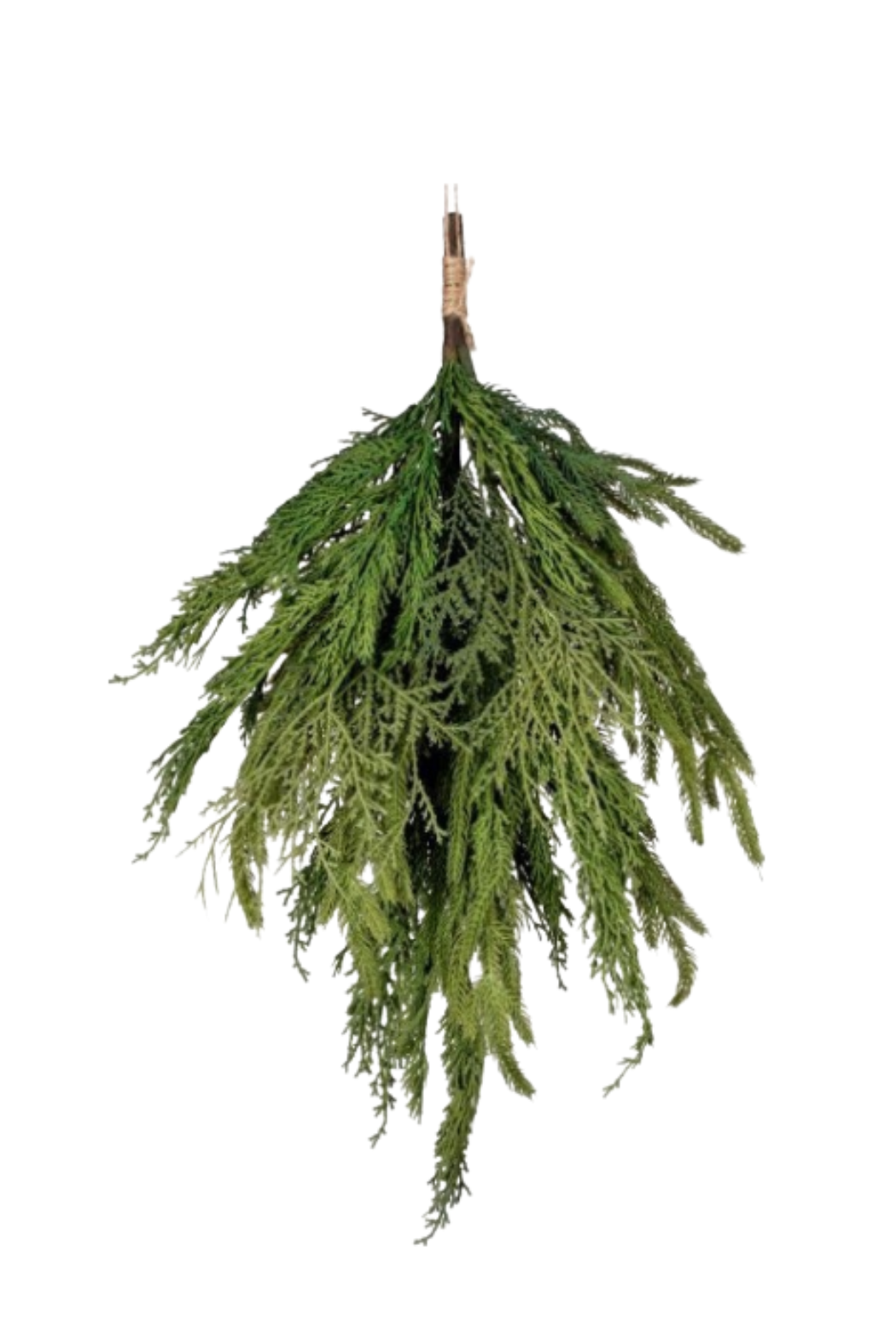 20" Cyprus/Norfolk Pine Bundle