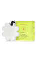 Boxed Flower Sponge