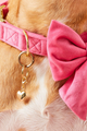 Dog Collar Charm