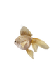 Foam Fish Ornament